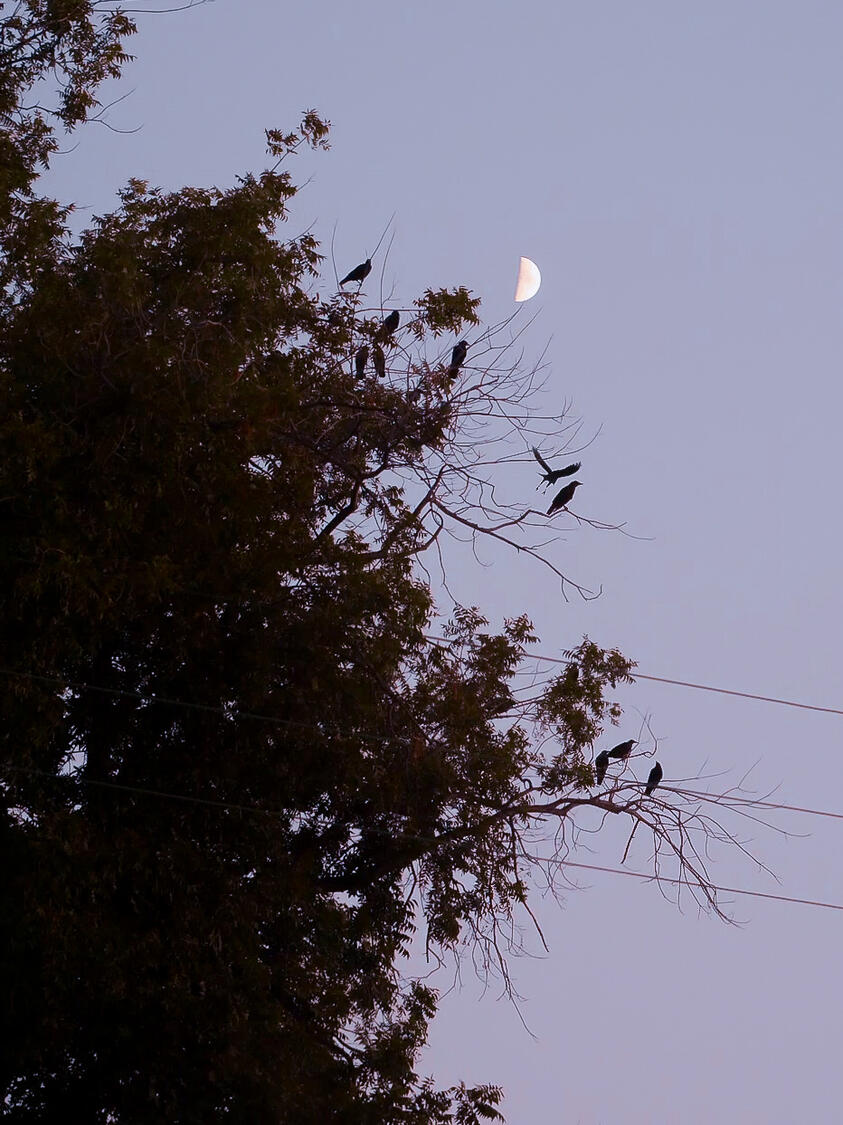 &quot;Where The Birds fly&quot; 2025